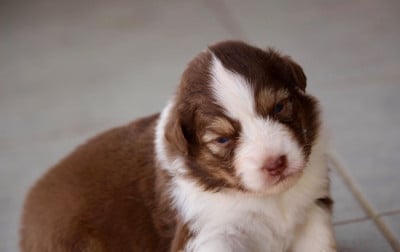 Les chiots de Berger Australien