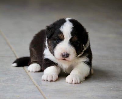 Les chiots de Berger Australien