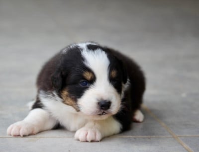 Les chiots de Berger Australien