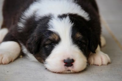 Les chiots de Berger Australien