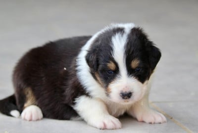 Les chiots de Berger Australien