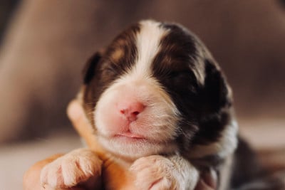 Les chiots de Berger Australien