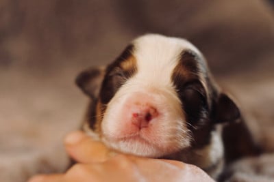 Les chiots de Berger Australien
