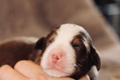 Les chiots de Berger Australien