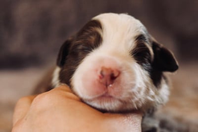 Les chiots de Berger Australien