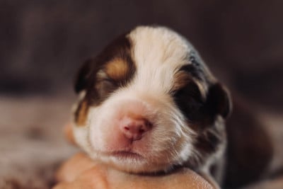 Les chiots de Berger Australien