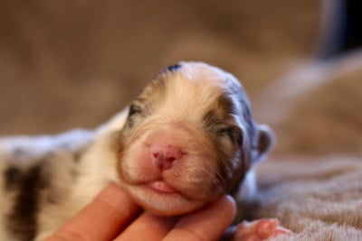 Les chiots de Berger Australien