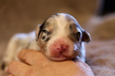 Les chiots de Berger Australien