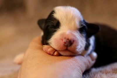 Les chiots de Berger Australien