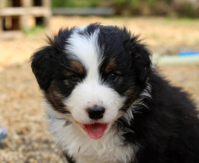 Les chiots de Berger Australien