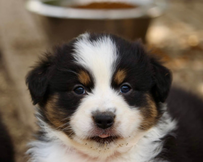 Les chiots de Berger Australien
