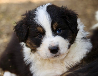 Les chiots de Berger Australien