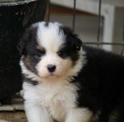 Les chiots de Berger Australien