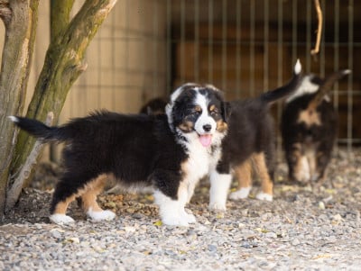 Les chiots de Berger Australien