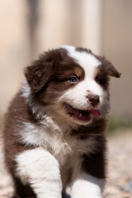 Les chiots de Berger Australien