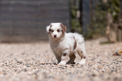 Les chiots de Berger Australien