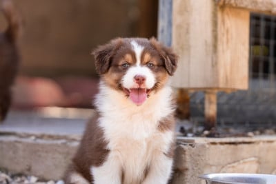 Les chiots de Berger Australien