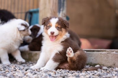 Les chiots de Berger Australien