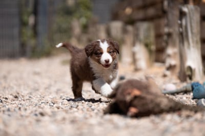 Les chiots de Berger Australien