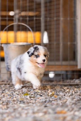 Les chiots de Berger Australien