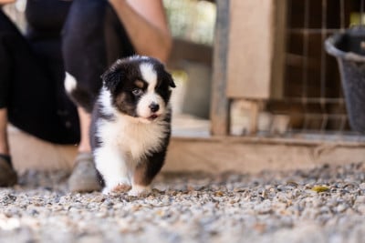 Les chiots de Berger Australien