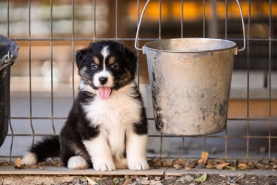 Les chiots de Berger Australien