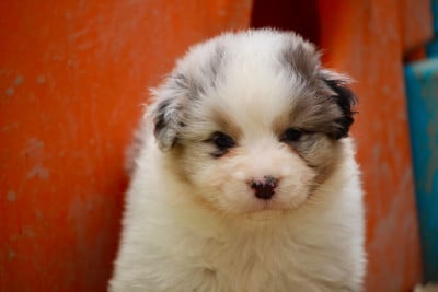 Les chiots de Berger Australien