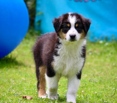 Les chiots de Berger Australien