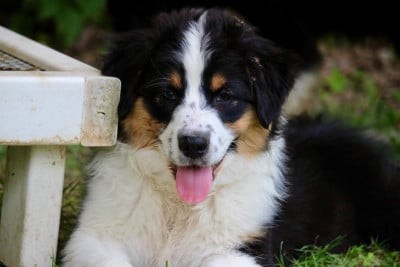 Les chiots de Berger Australien