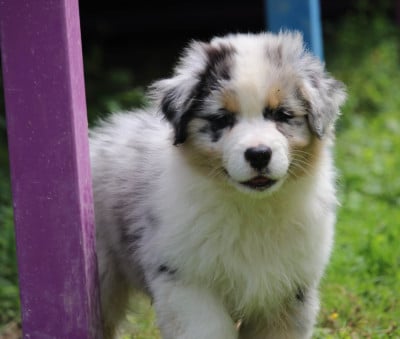 Les chiots de Berger Australien