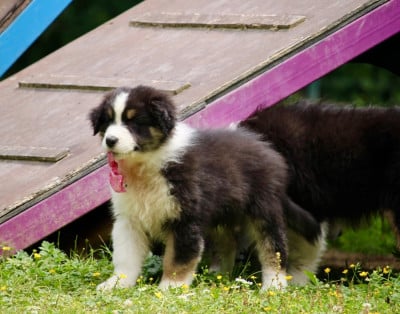 Les chiots de Berger Australien
