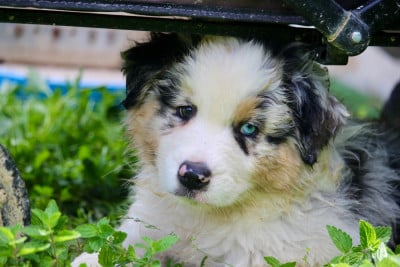 Les chiots de Berger Australien