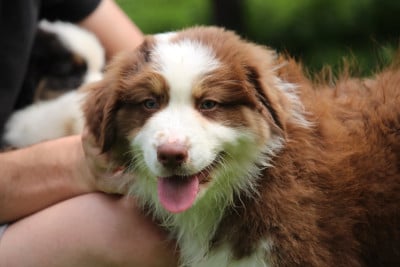 Les chiots de Berger Australien