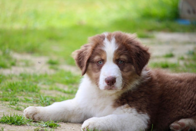 Les chiots de Berger Australien