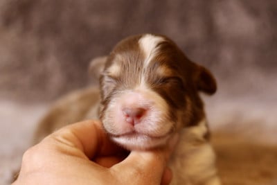 Les chiots de Berger Australien