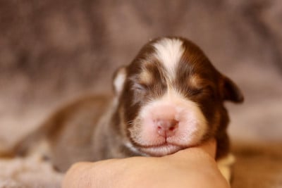 Les chiots de Berger Australien