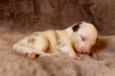 Les chiots de Berger Australien