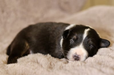 Les chiots de Berger Australien