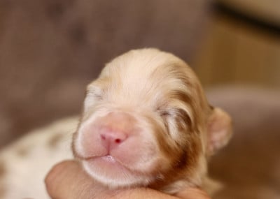 Les chiots de Berger Australien