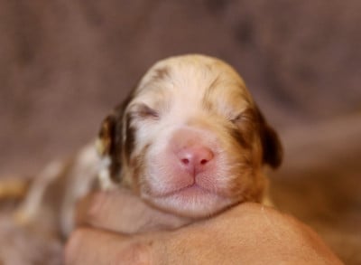 Les chiots de Berger Australien