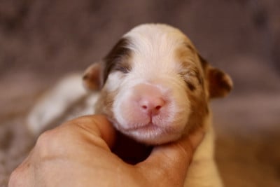 Les chiots de Berger Australien