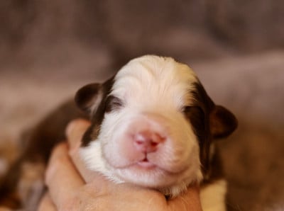 Les chiots de Berger Australien