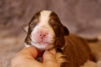 Les chiots de Berger Australien