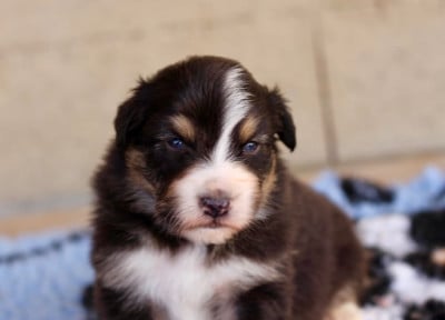 Les chiots de Berger Australien
