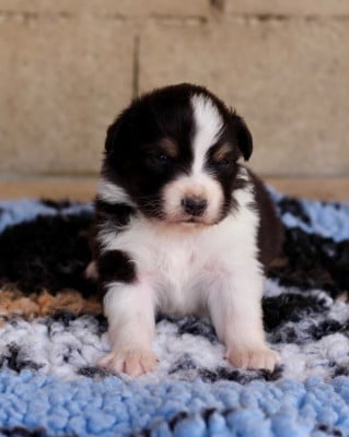 Les chiots de Berger Australien
