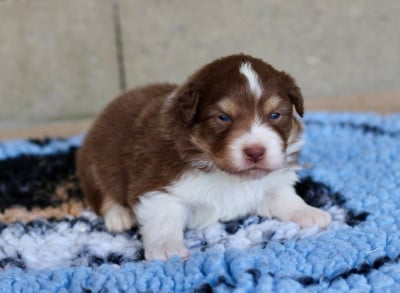Les chiots de Berger Australien