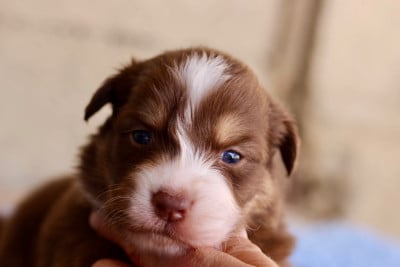 Les chiots de Berger Australien
