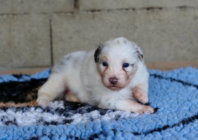 Les chiots de Berger Australien
