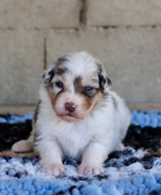 Les chiots de Berger Australien