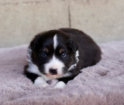 Les chiots de Berger Australien